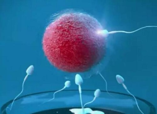 2025恩施最大的比较好的助孕公司，这三家都是不错的选择